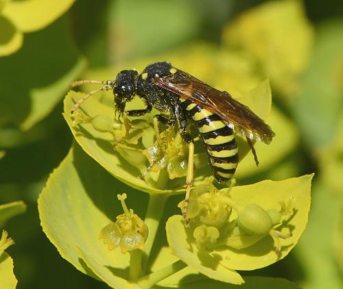 Réf. 229 054 : Cephaledo meridiana